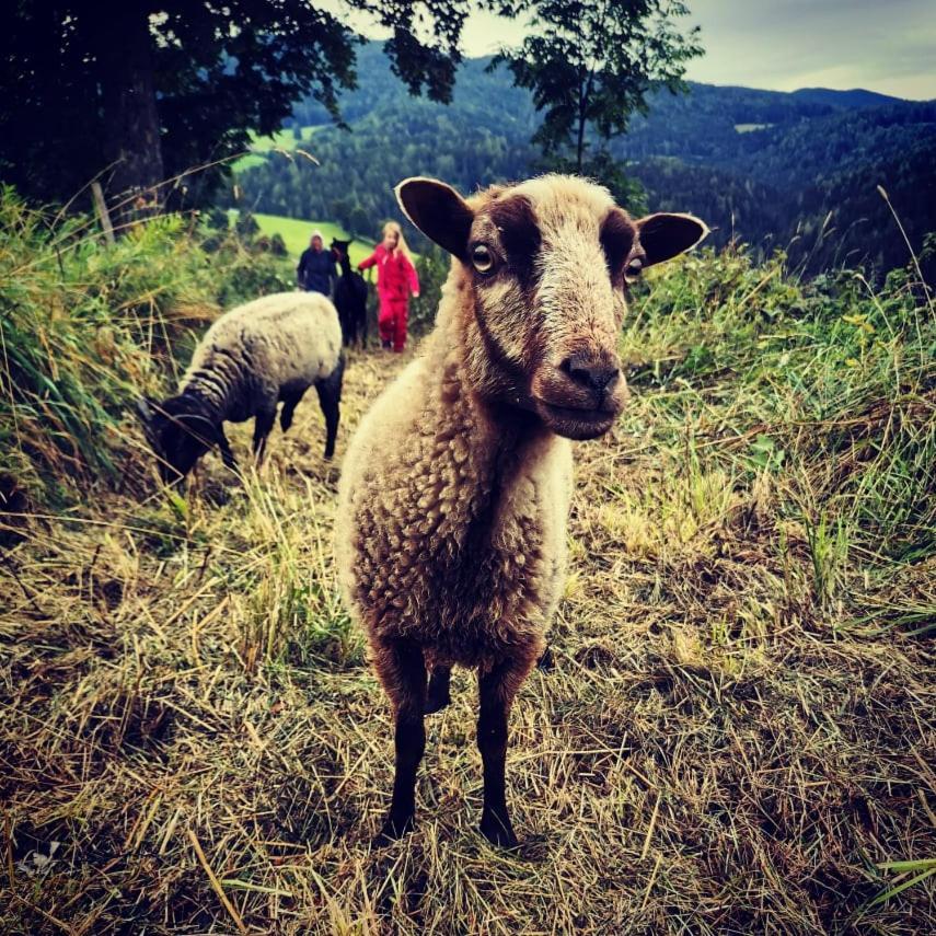 Erlebnisbauernhof Gutschi Ranch Kamp Zewnętrze zdjęcie