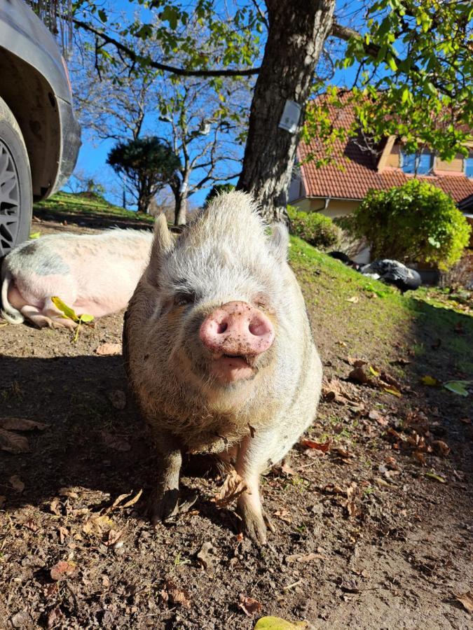 Erlebnisbauernhof Gutschi Ranch Kamp Zewnętrze zdjęcie