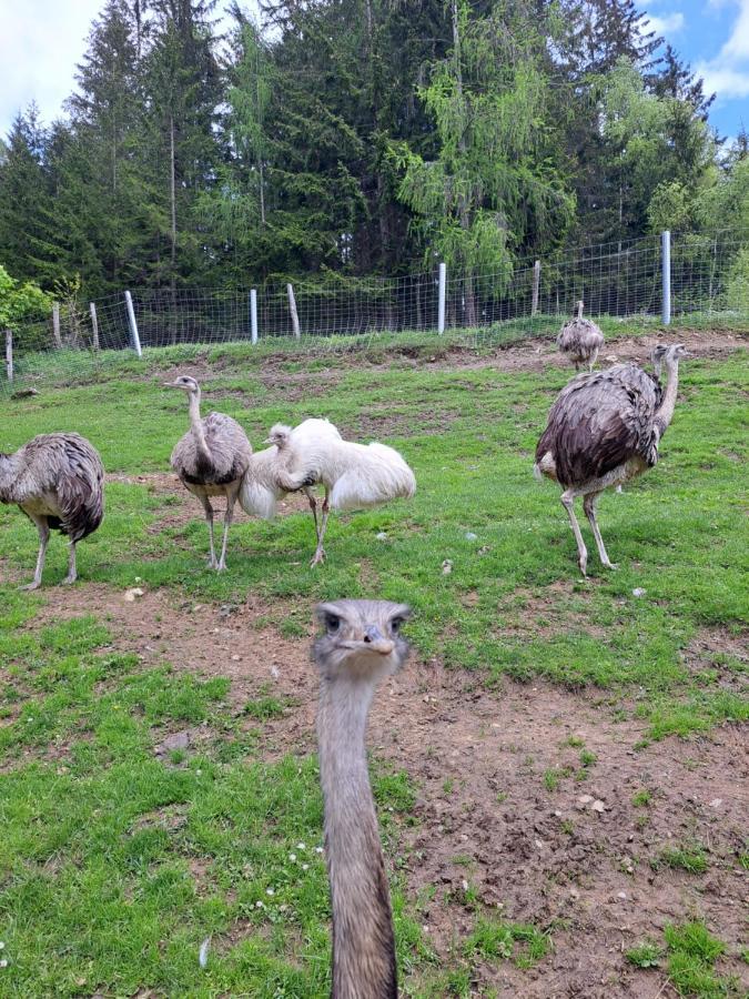 Erlebnisbauernhof Gutschi Ranch Kamp Zewnętrze zdjęcie