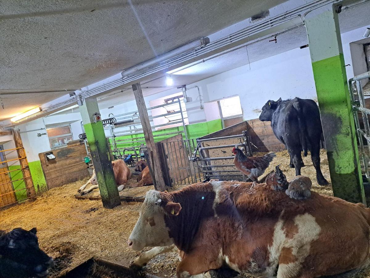 Erlebnisbauernhof Gutschi Ranch Kamp Zewnętrze zdjęcie