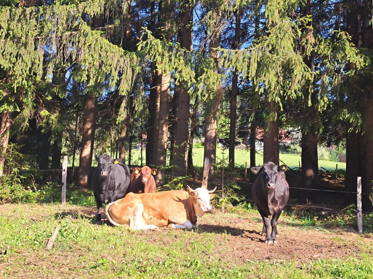Erlebnisbauernhof Gutschi Ranch Kamp Zewnętrze zdjęcie